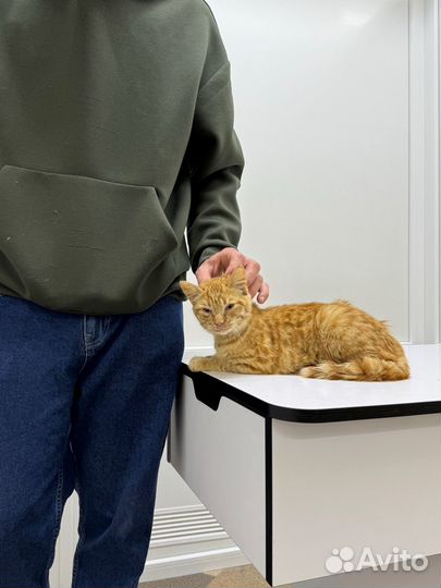 Котята ищут дом