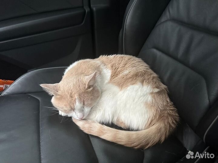 Котик в добрые руки