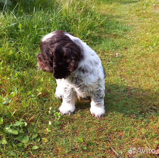 Щенки кокер спаниеля