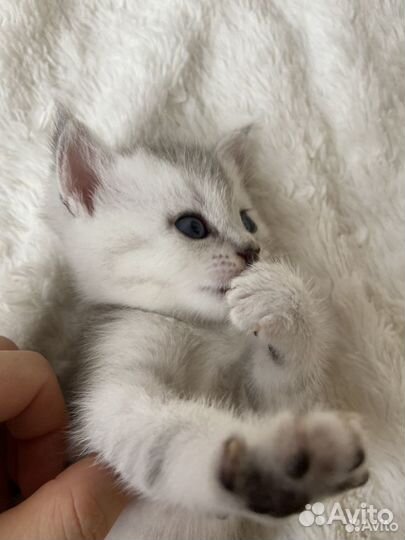 Шотландские котята медвежата