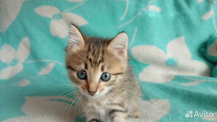 Отдам котенка, девочка