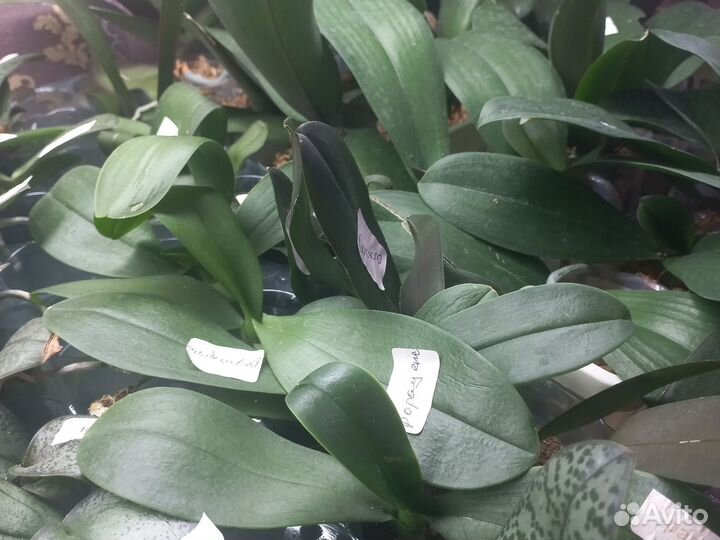 Орхидея фаленопсис разные