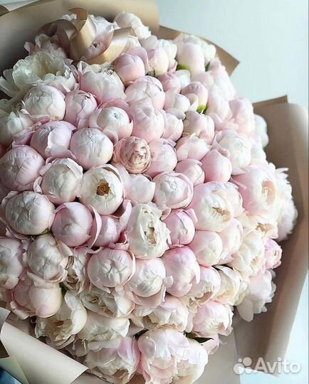 Пионы Голландия