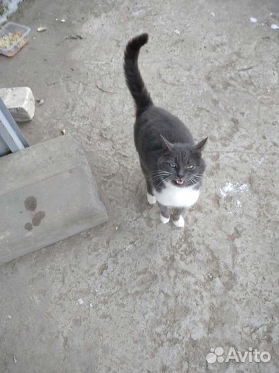 Кошка в добрые руки или ищем старого хозяина