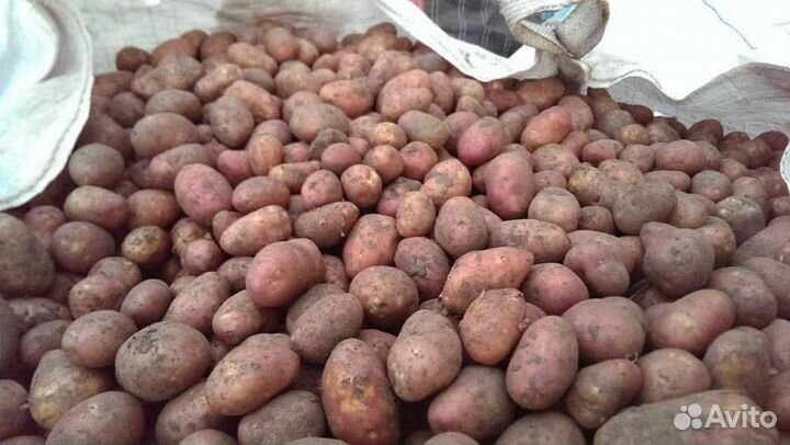 Семенной картофель