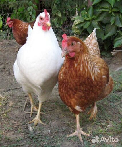 Молодняк,Куры,утята.гусята.ц.бройлеры