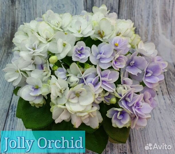 Детки сотовых мини фиалок