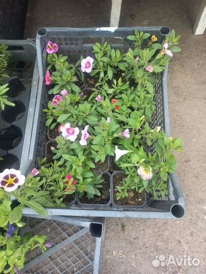 Петунья ампельная