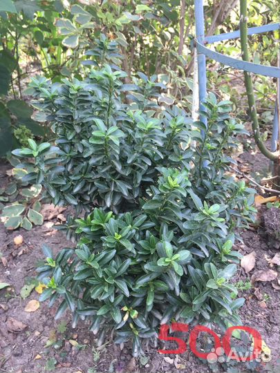 Продаются цветы