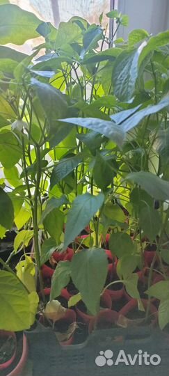 Рассада острого перца