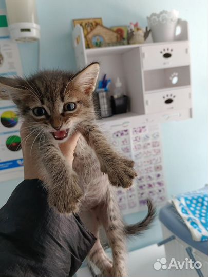 Кошка