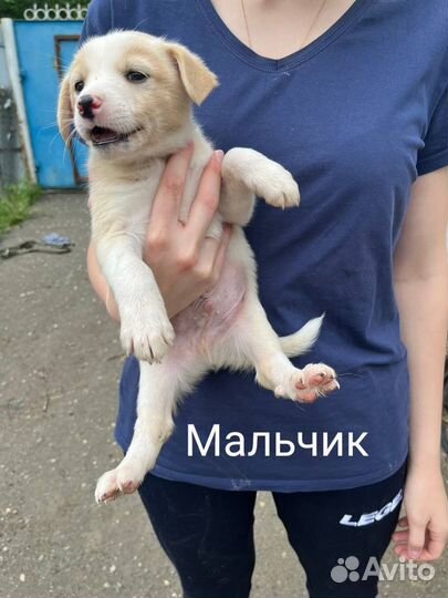 Собака в добрые руки отдам бесплатно