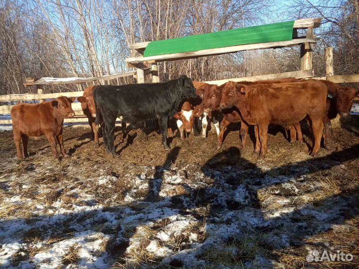 Быки лимузины