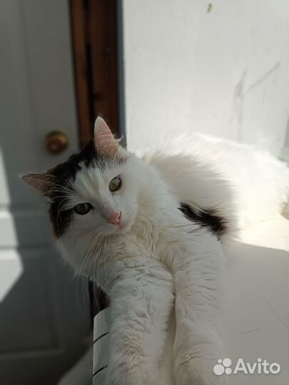 Степка ищет дом