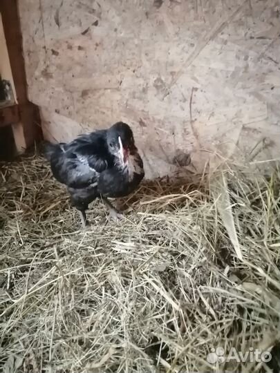 Мараны 2 мес