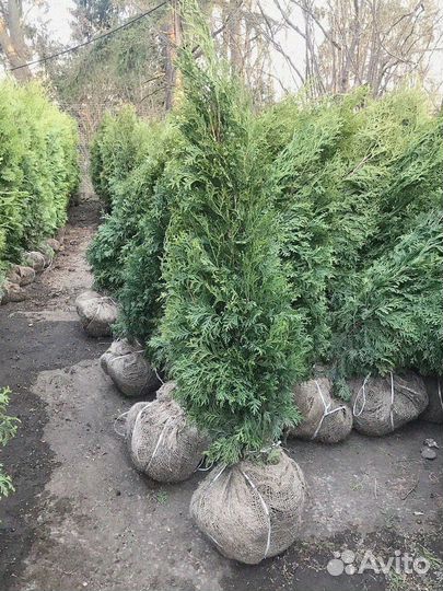 Туя брабант делаем доставку