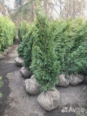 Туя брабант делаем доставку