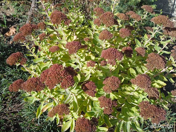 Очетки садовые