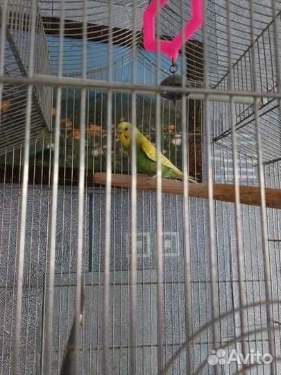 Волнистый попугайчик только в добрые руки