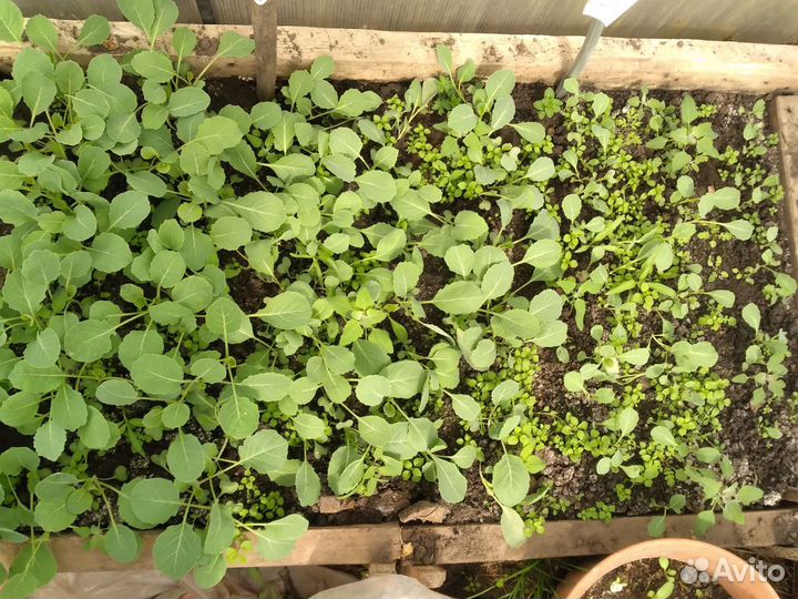 Рассада капусты