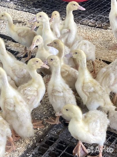 Утята черри велли