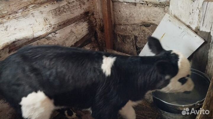 Телочка 5 дней