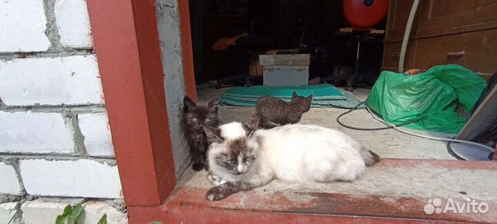 Котята в добрые руки бесплатно