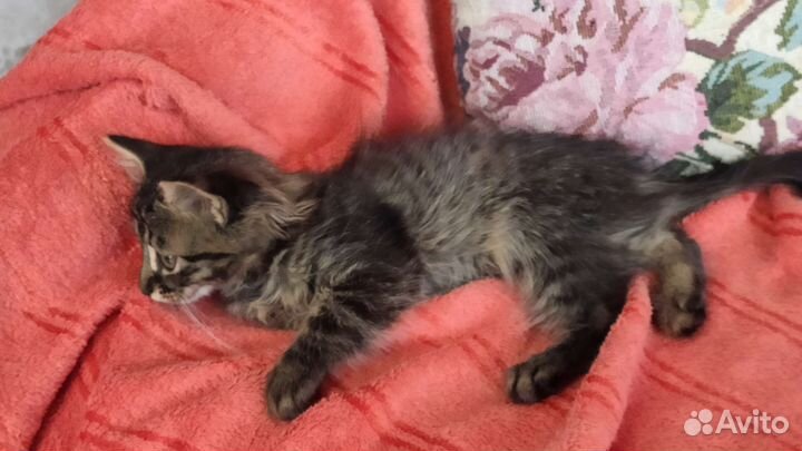 Крошечный пушистый котёнок девочка Джесси