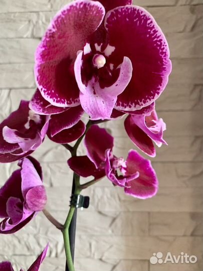 Орхидея биглип