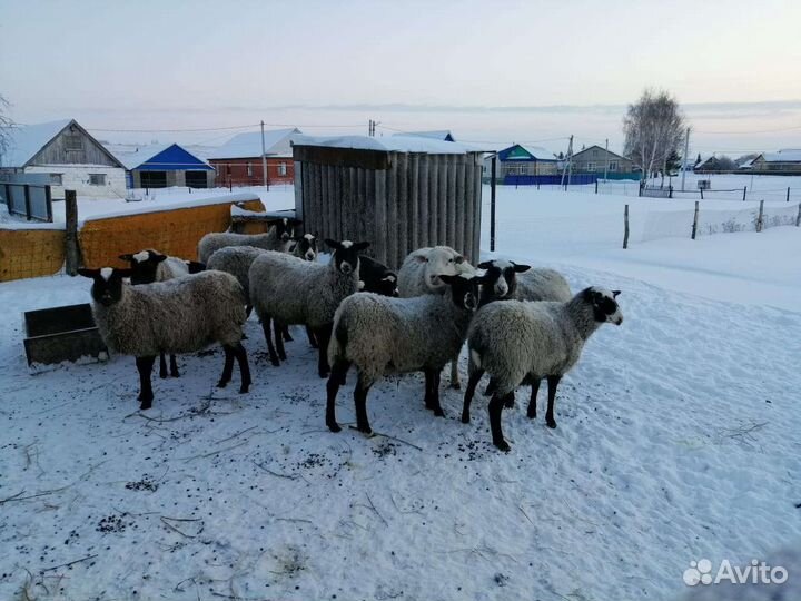 Барашки на Курбан по любому поводу