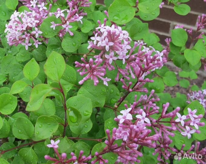 Спиреи, сирень, Актинидия, голубика