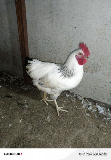 Молодые петушки