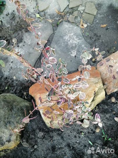 Бересклет Форчена