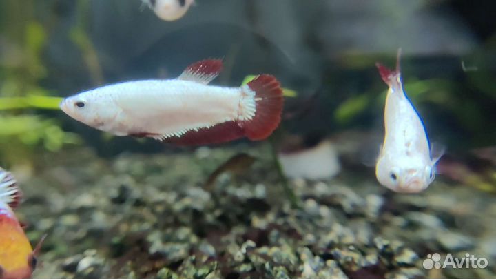 Курочки (самки рыбки петушка)