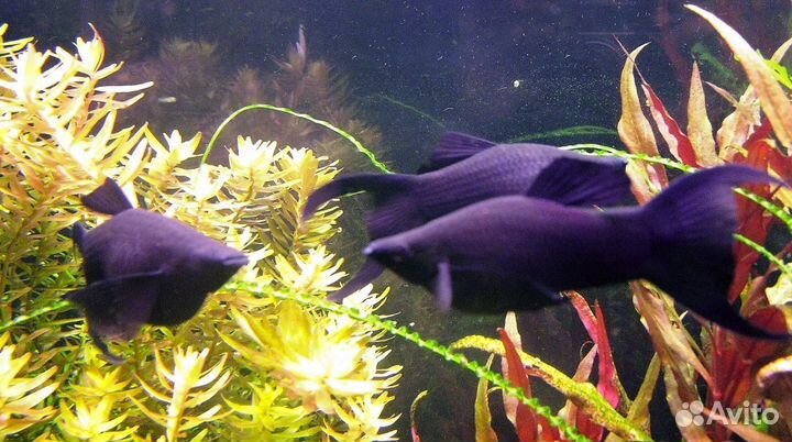 Гуппи рыбки,моллинезии, меченосцы