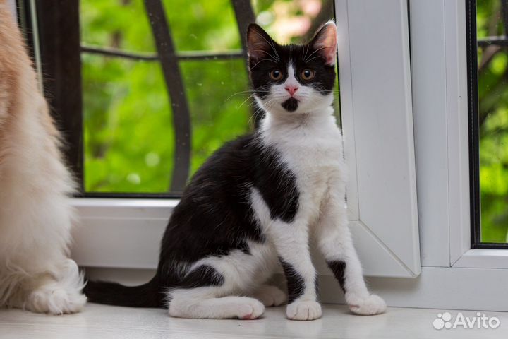 Котенок девочка