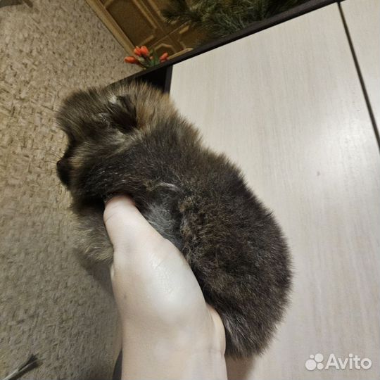 Мишки мальчишки