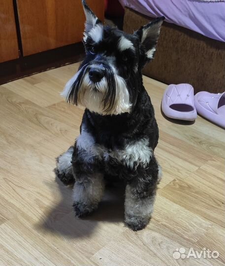 Передержка собак мелких и средних пород до 15 кг