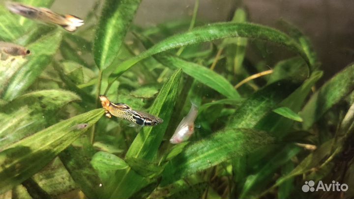 Мальки Гуппи Эндлера