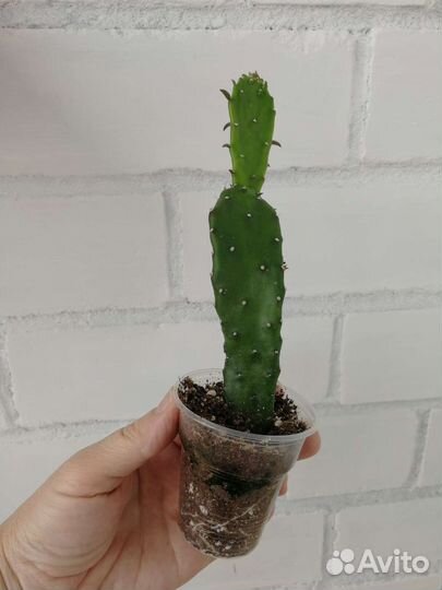 Кактус опунция 