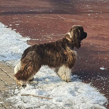 Американский кокер-спаниель, щенок