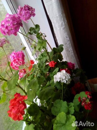 Пеларгония герань