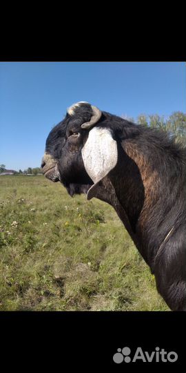 Нубийский козел