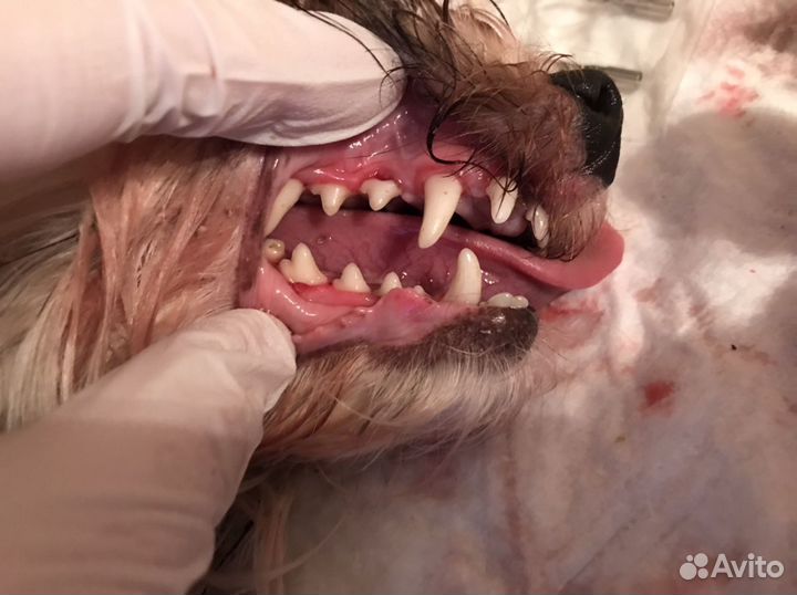 Ультразвуковая чистка зубов собакам