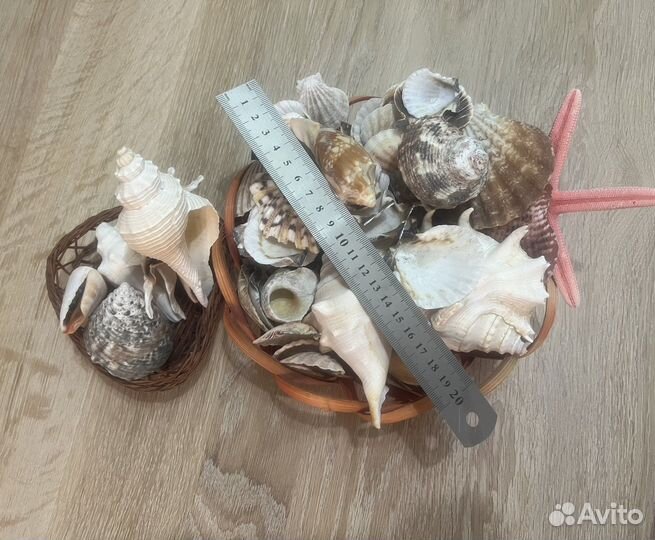 Морские ракушки раковины
