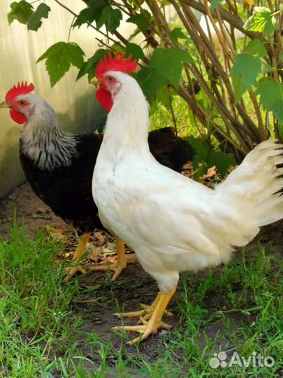 Куры и петухи