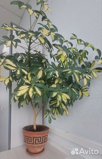 Шеффлера в глиняном горшке