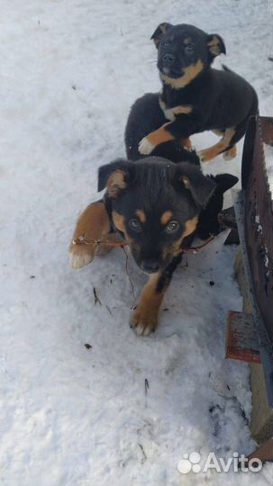 Замечательные щенки