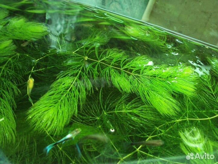 Аквариумные растения