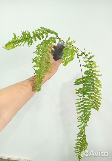Папоротник нефролепис Тигр Ферн
